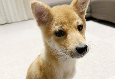 豆柴のねぎちゃん
