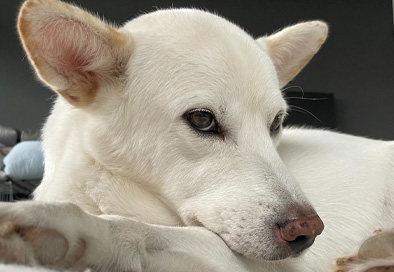 ミックス犬の白クン